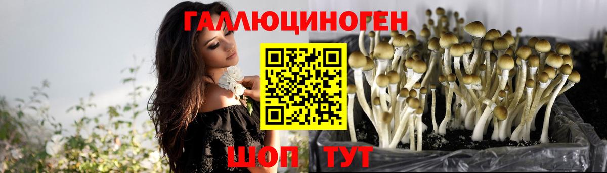 Псилоцибиновые грибы GOLDEN TEACHER  Вход с VPN  Тихорецк  Галлюциногенные грибы GOLDEN TEACHER 